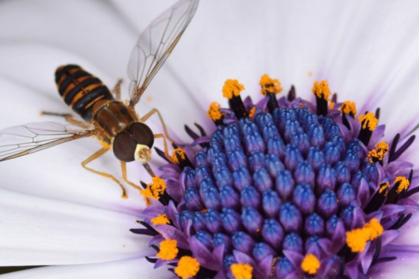 image for Monitoreo de fauna y flora urbana