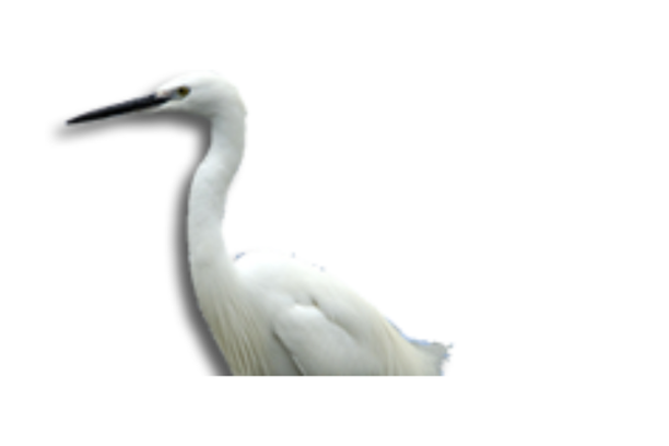 image for Egretta: Herramienta para el control y vigilancia de los manglares