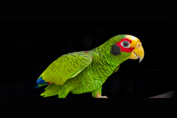 image for Al Rescate del Loro Yucateco