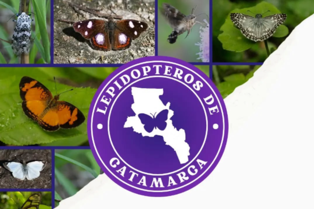 image for Lepidópteros de Catamarca